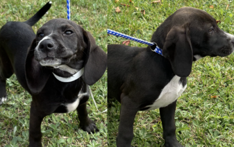 beagle puppies